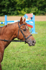 Портрет рыжей лошади на фоне препятствия