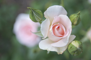 Pink rose.