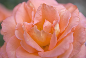 Tea rose.