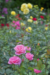 Obraz premium Rose garden.
