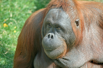 Portrait of Orangutan (Pongo pygmaeus)