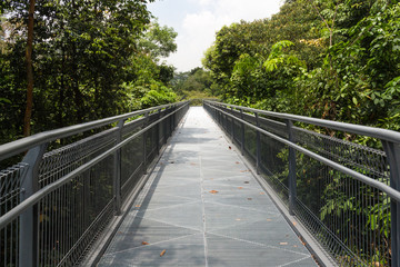 modern metal bridge over the jungle