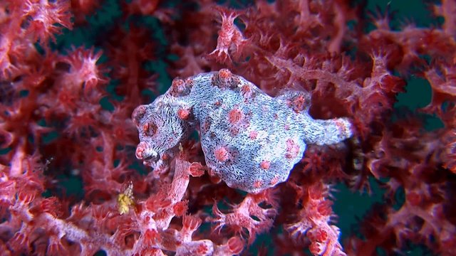 Pink Pygmy seahorse on gorgonian coral
