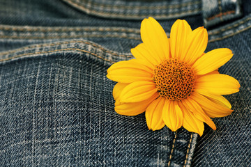 yellow coreopsis flower on a jeans background