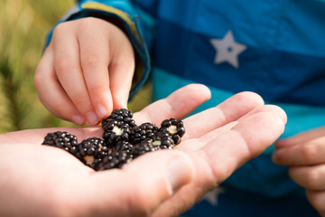 child's fingers picking  fresh wild blackberries from adults hand