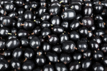 Heap of wild black currant close up