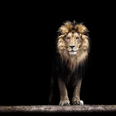 Papier Peint photo Lavable Le salon Portrait d& 39 un beau lion, lion dans le noir