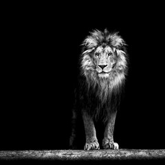 Portrait d& 39 un beau lion, lion dans le noir