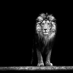 Deurstickers Leeuw Portret van een mooie leeuw, leeuw in het donker