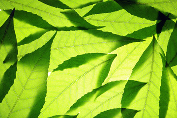 Green leaves background