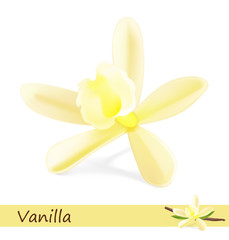 Vanilla flower on white background. Vector illustration