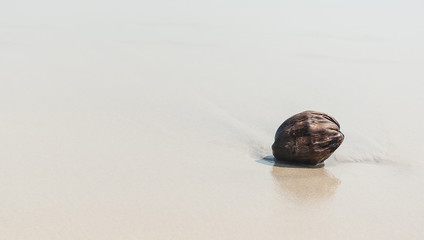 dry coconut on beach