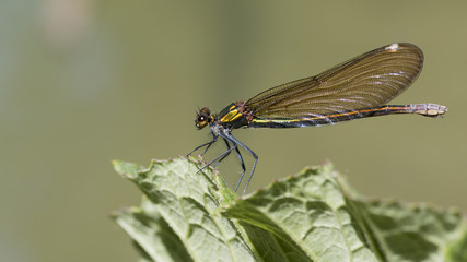 Libellules 