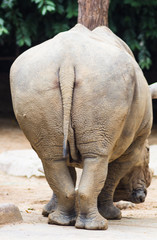 Fototapeta premium a bottom of the rhinoceros