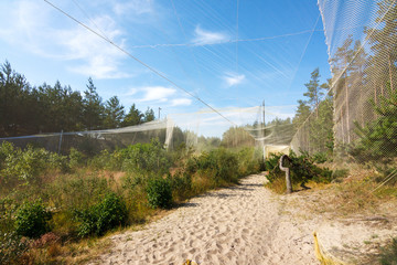 Big trap in "Fringilla" - bird catching and ringing ornithological station, part of the Biological Station Rybachy (ex Rossitten Bird Observatory) in Rybachy, Curonian Spit, Kaliningrad Oblast, Russia