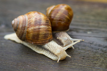 Big snails on wooden table after rain