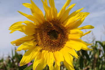 Naklejka premium Sonnenblume