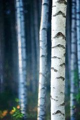 Fototapeta premium Blue birch forest