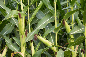 Corn cob on a field in summer