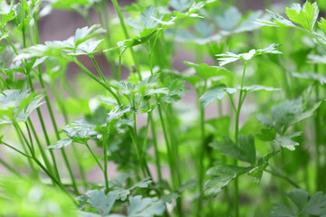 Parsley growing in garden