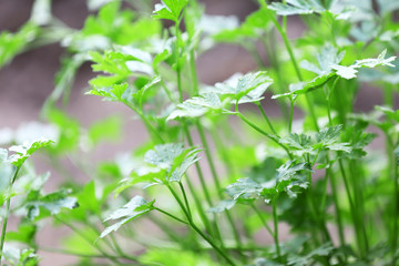 Parsley growing in garden