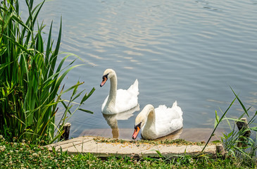 Feeding Swans