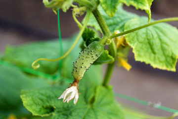 Cucumber growing in garden