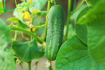 Cucumber growing in garden