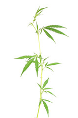 Cannabis leaves isolated on white