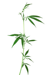 Cannabis leaves isolated on white