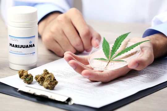 Doctor hand holding green cannabis leaf close up