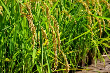 頭を垂れる稲穂