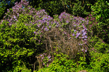 Common lilac (syringa vulgaris). Bush wreathed with wild grapes.