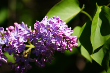 Common lilac (syringa vulgaris). Flowers blossomed.