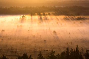 Sunrise in the swamp