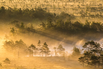 Sunrise in the swamp