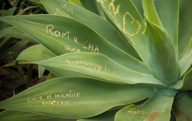 Love Carved in Plant
