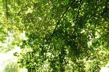 Fototapeta premium Green tree crown closeup