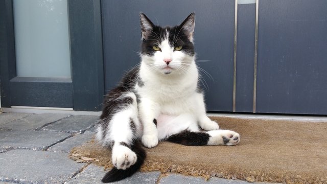 Katze im Rausch