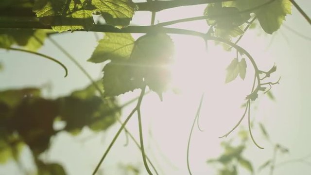 Lens Flare Through Grape Leaves