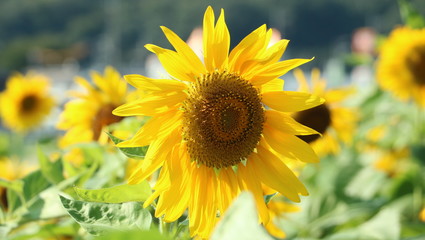 Naklejka premium ひまわり