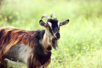 Goat on meadow