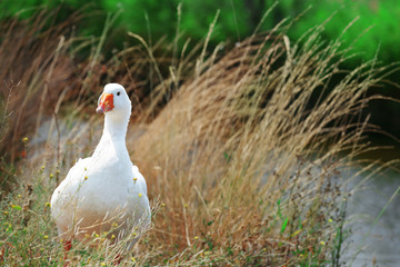 Goose on river bank