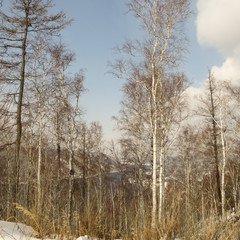 Birches on the bank