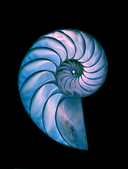 Nautilus shell - great detailed shot on black background - illustration of perfect proportions and...