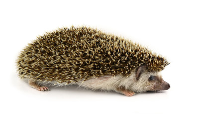 Obraz premium Hedgehog isolate on white background
