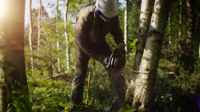 Lumberjack is Felling Tree with Chainsaw