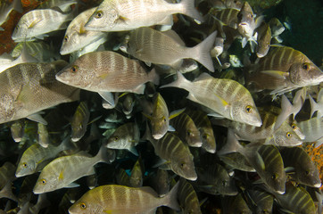 Fototapeta premium Graybar grunt (Haemulon sexfasciatus), forming a school in a shipwreck, reefs of Sea of Cortez, Pacific ocean. Cabo Pulmo, Baja California Sur, Mexico. The world's aquarium.