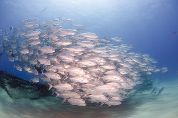 Fototapeta premium trevally baitball