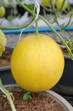 yellow cantaloupe